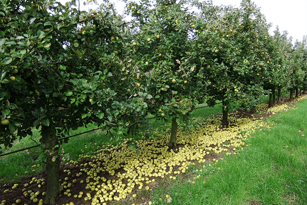 Cidres de Loire arboriculture