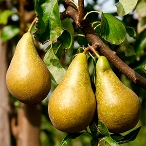 le poiré, un cidre de poire original