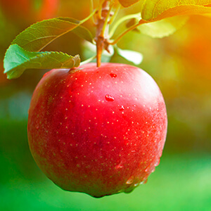 Le jus de pomme, un instant fraîcheur